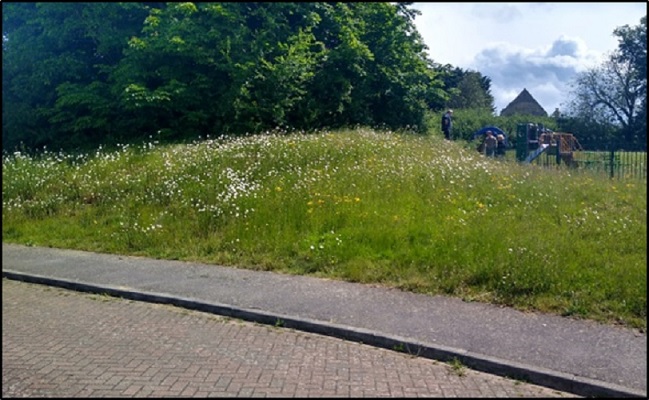 Grassy area that has been left uncut