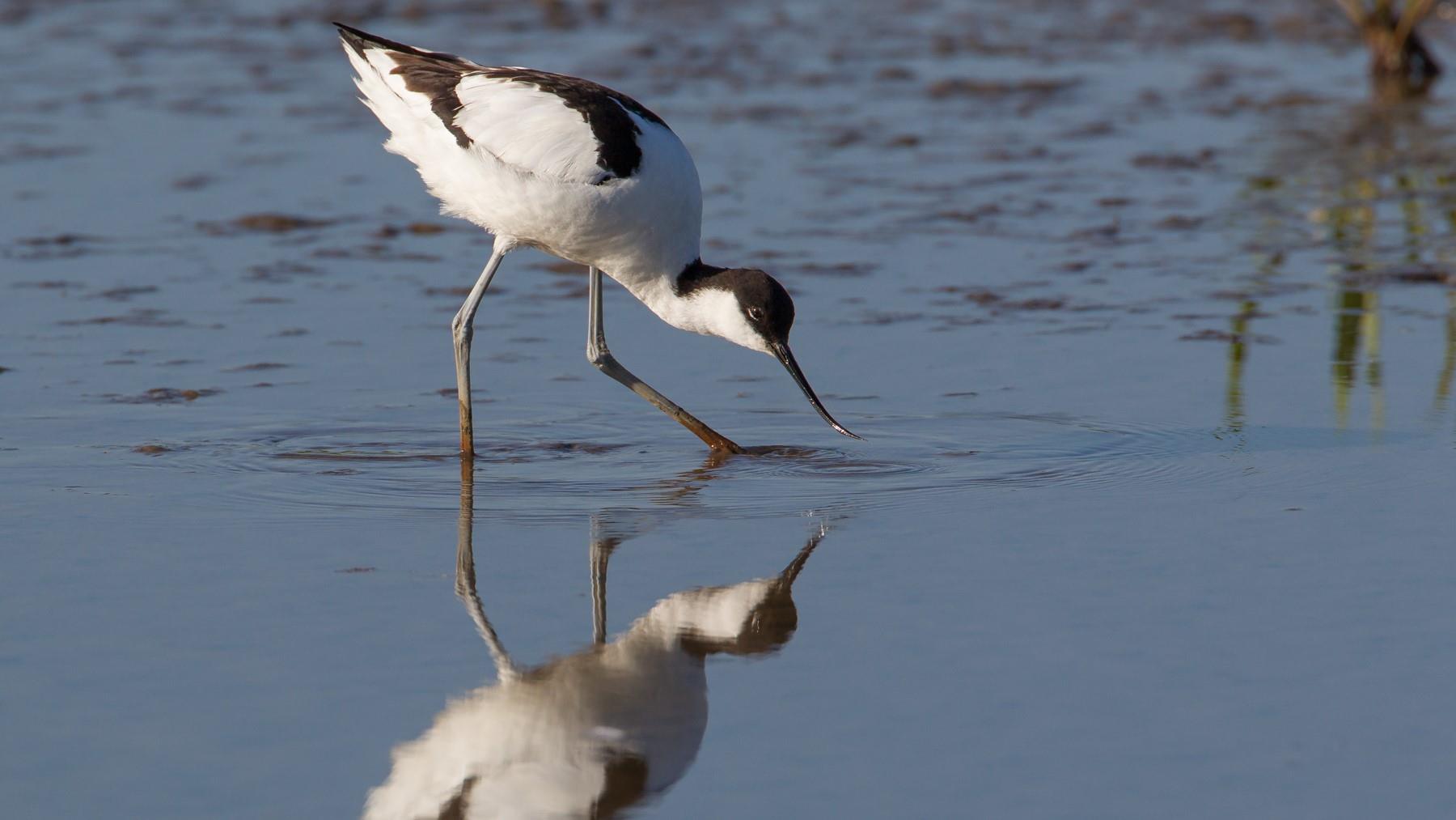 Avocet bird