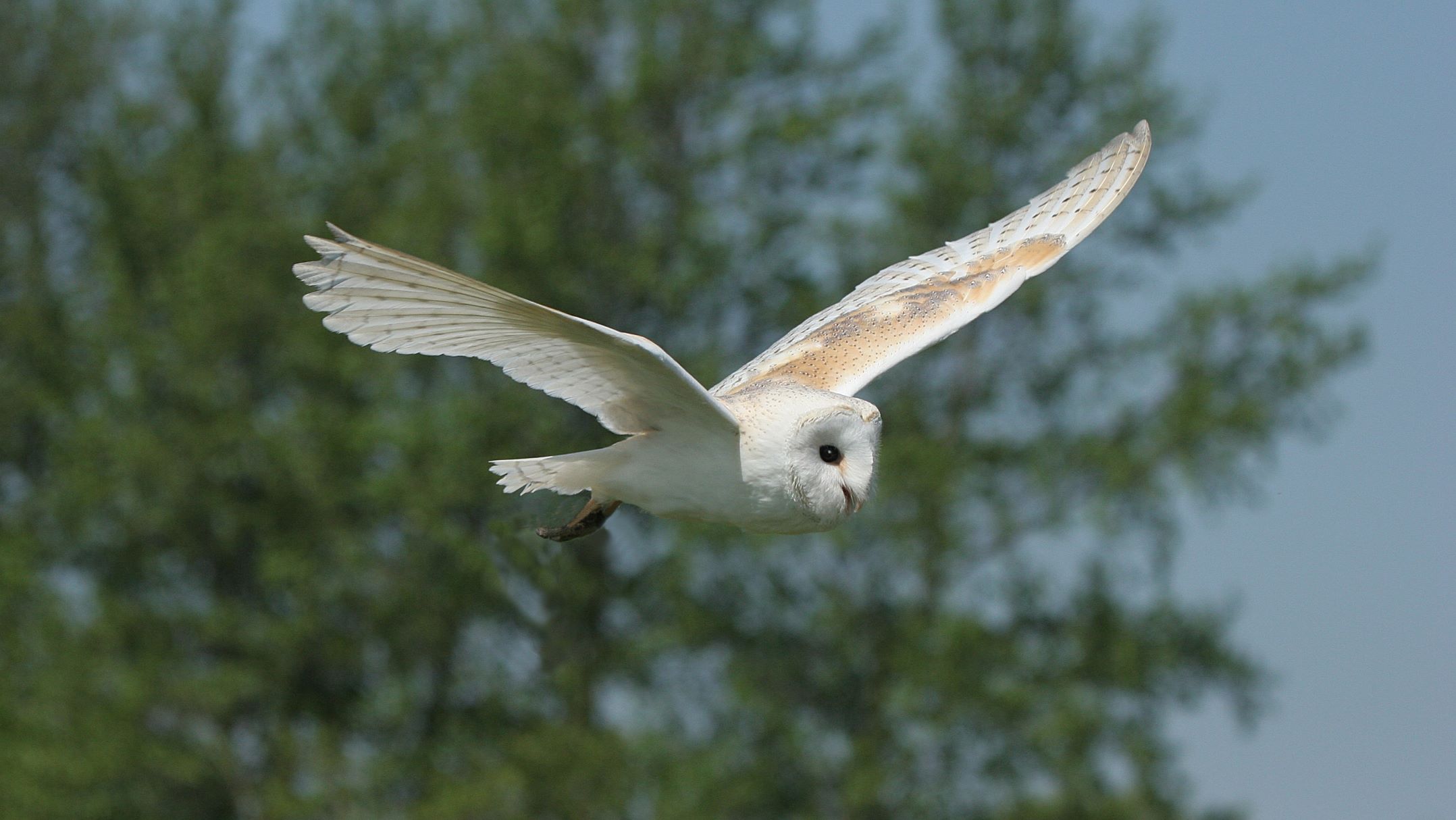 barn owl