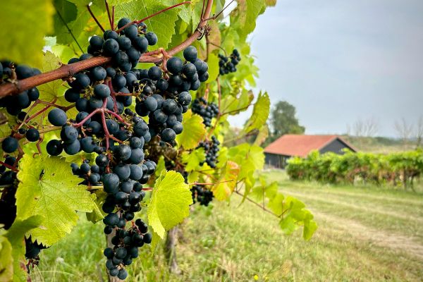 Shotley Vineyard